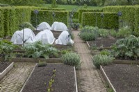 Vegetable garden with protective fleece at Yeo Valley Organic Garden, May