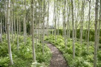Birch grove at Yeo Valley Organic Garden, May