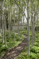 Birch grove at Yeo Valley Organic Garden, May