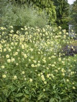 Cephalaria alpina, summer July
