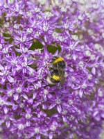 Bombus lucorum - White tailed Bumblebee foraging on Allium flowers