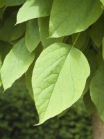 Catalpa bignonioides - leaves of Southern catalpa