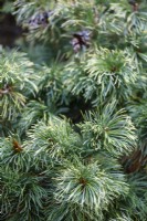 Pinus parviflora 'Goldilocks' in November