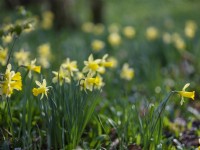 Narcissus pseudonarcissus, Wild Daffodils, March