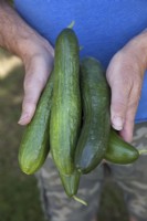 Cucumber 'Melen'
