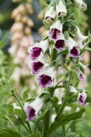 Digitalis purpurea Pam's Choice