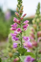 Digitalis purpurea Candy Mountain