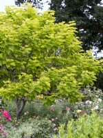 Catalpa bignonioides, summer June