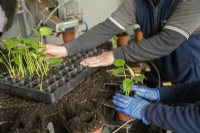  Nursery potting Monstera seedlings