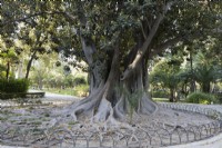 A tree of the lianas, Ficus macrophylla, known as Coussapoa dealbata in Seville. Parque de Maria Luisa, Seville, Spain. September