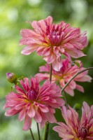 Dahlia 'Dutch Delight'