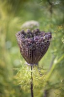 Seedhead of Ammi visnaga - Bishop's Weed