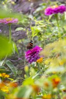 Red Admiral butterfly - Vanessa atalanta - on Zinnia 'Cactus Pink'