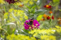 Red Admiral butterfly - Vanessa atalanta - on Zinnia 'Cactus Pink' with dill