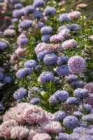 Callistephus chinensis 'Lady Coral Lavender' - Lady Coral Series - with Chrisantella Aster 'Flamingo at Sunset'