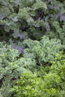 Flat leaved parsley 'Giant of Napoli', Kale 'Emerald ice' and Flower sprouts