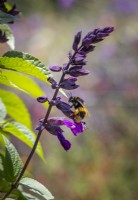 Salvia 'Lake Onega' - Salgoon series - with bumblebee