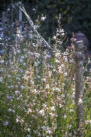 Gaura lindheimeri syn. Oenothera lindheimeri 