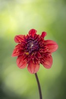 Dahlia 'Adam's Choice'