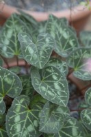 Cyclamen graecum leaves, November