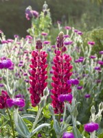 Lupinus 'The Pages' with Lychnis coronaria - Rose campion