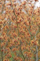 Hamamelis x intermedia 'Burning Desire'