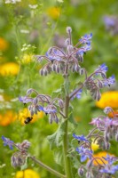 Borago officinalis - Borage - with bumblebee in flight