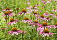 Echinacea purpurea , autumn September