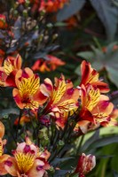 Alstroemeria 'Indian Summer' - Peruvian lily - August