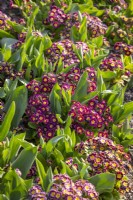 Polyanthus 'Stella Lilac' syn. 'Victoriana Lilac Lace' interplanted with tulips