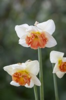 Narcissus 'Precocious'