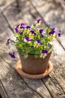 Viola 'Lemon Jump Up' in a Redstone terracotta pot.