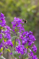 Lunaria annua - Honesty - with bumblebee in flight