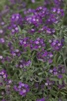 Alyssum 'Oriental Nights'