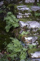 Polypodium vulgare, common polypody, growing in stone steps