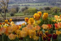 View over yellow, red and orange tulips towards countryside at Trench Hill, Gloucestershire.