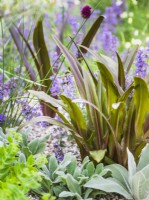 Eucomis foliage in a dry gravel bed with other drought-resistant perennials. RHS Iconic Horticultural Hero Garden, Designer: Carol Klein, RHS Hampton Court Palace Garden Festival 2023