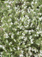 Echium plantagineum Maya White, spring May