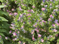 Echium plantagineum Maya Rosa, spring May