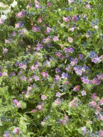 Echium plantagineum Maya Rosa, spring May