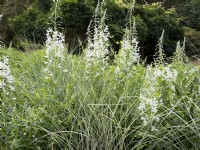 Epilobium angustifolium Album, summer August