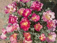 Eschscholzia californica Pink Double, summer July