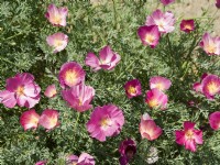 Eschscholzia californica Purple Gleam, autumn September