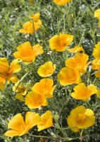 Eschscholzia californica Orange King, autumn September