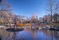 A small island in a frozen pond surrounded by Salix alba var vitellina 'Yellerton' in the Savill Garden.