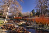 Salix alba var vitellina 'Yellerton' next to a cascade in an icy stream in the Savill Garden.