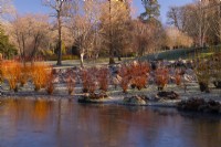 Salix alba var vitellina 'Brutzensis' and Salix alba var vitellina 'Yellerton' reflected in an icy stream in the Savill Garden.