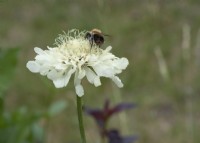 Bee on Cephalaria gigantea - giant scabious - summer