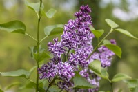 Syringa vulgaris 'Sensation' - Lilac