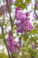 Syringa vulgaris 'Princesse Sturdza' in May, Lilac